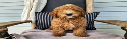 Mini Bernedoodle dogs for sale: Dallas - Ad 3