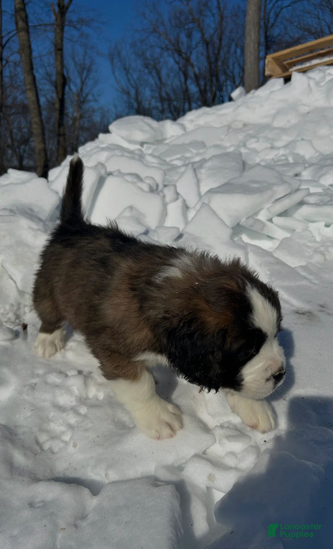 Saint Bernard dogs for sale: Becca - Ad 4
