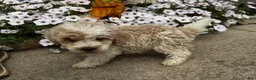 Miniature Poodle dogs for sale: Billy - Ad 5