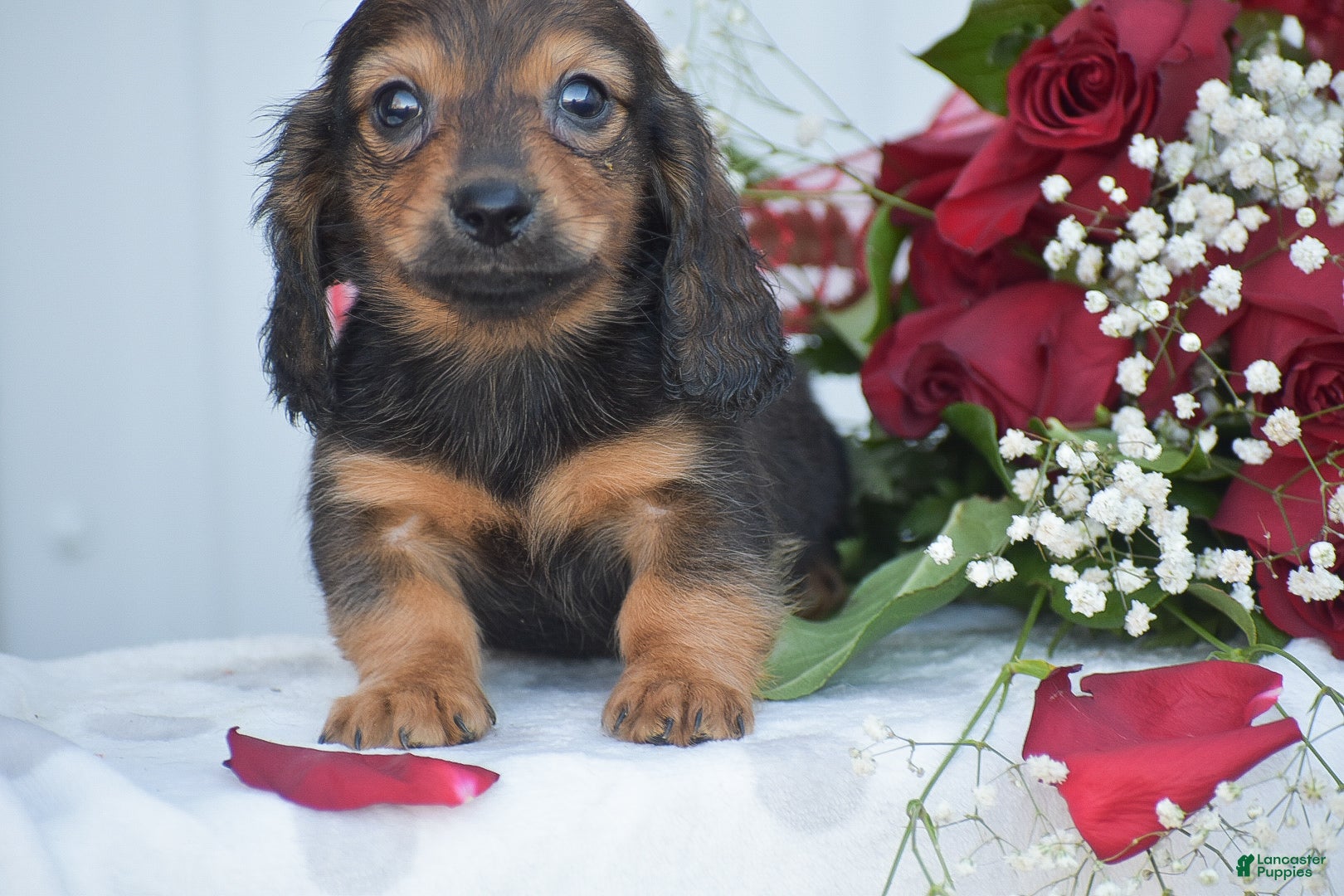 Miniature Dachshund dogs Austin - Ad 18