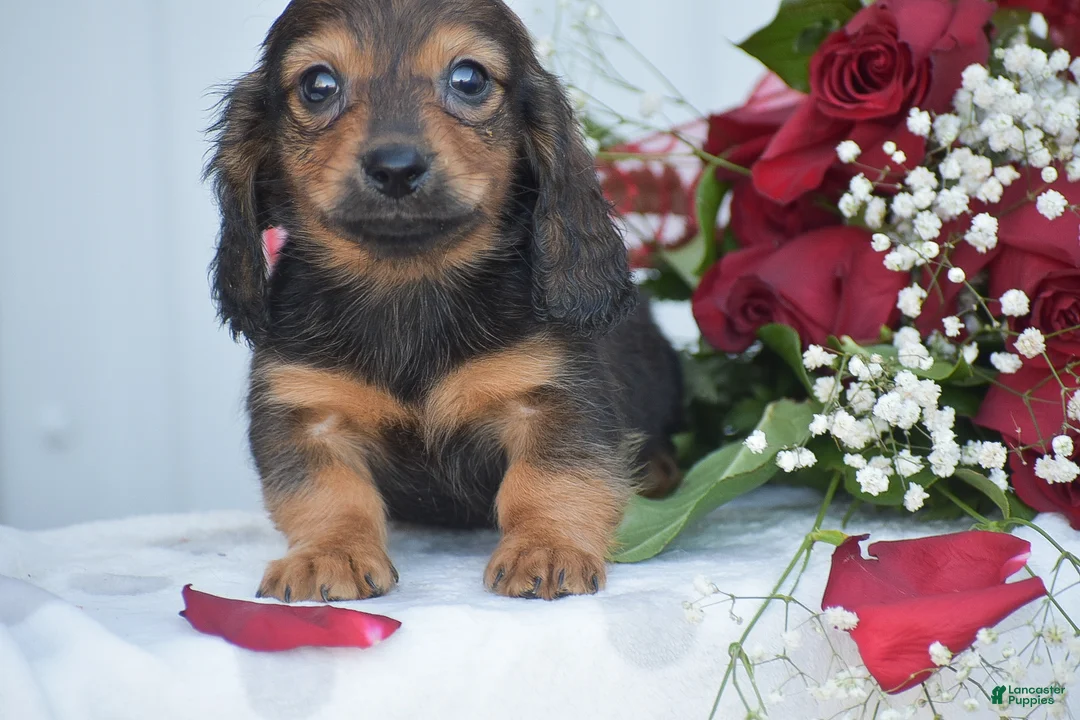 Miniature Dachshund dogs for sale: Austin - Ad 1