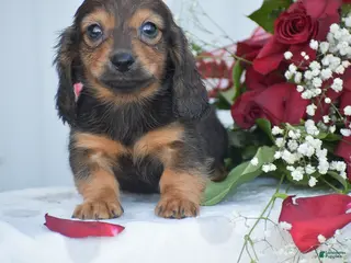Miniature Dachshund dogs Austin - Ad 38