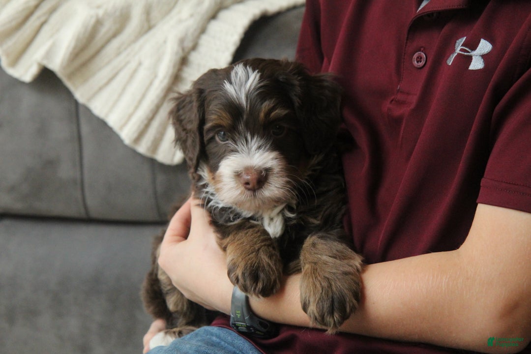 Bernedoodle dogs for sale: Louie Macario - Ad 5