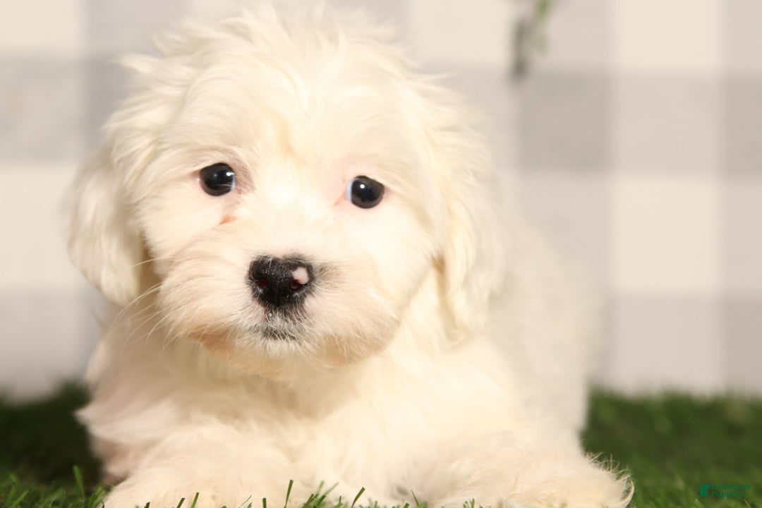 Teddy Bear dogs for sale: Buddy - Ad 1