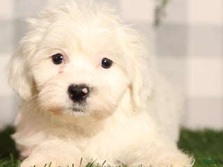 Teddy Bear dogs Buddy - Ad 2