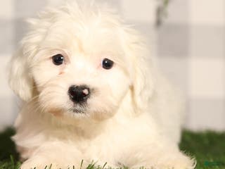 Teddy Bear dogs Buddy - Ad 38