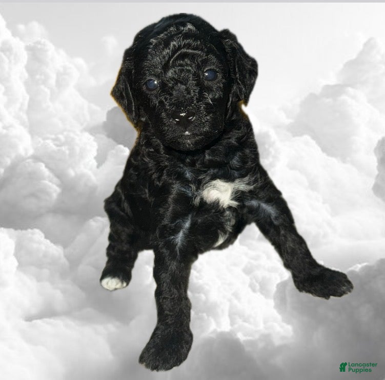 Toy Poodle dogs Toy Poodle Puppy 2 - Ad 18