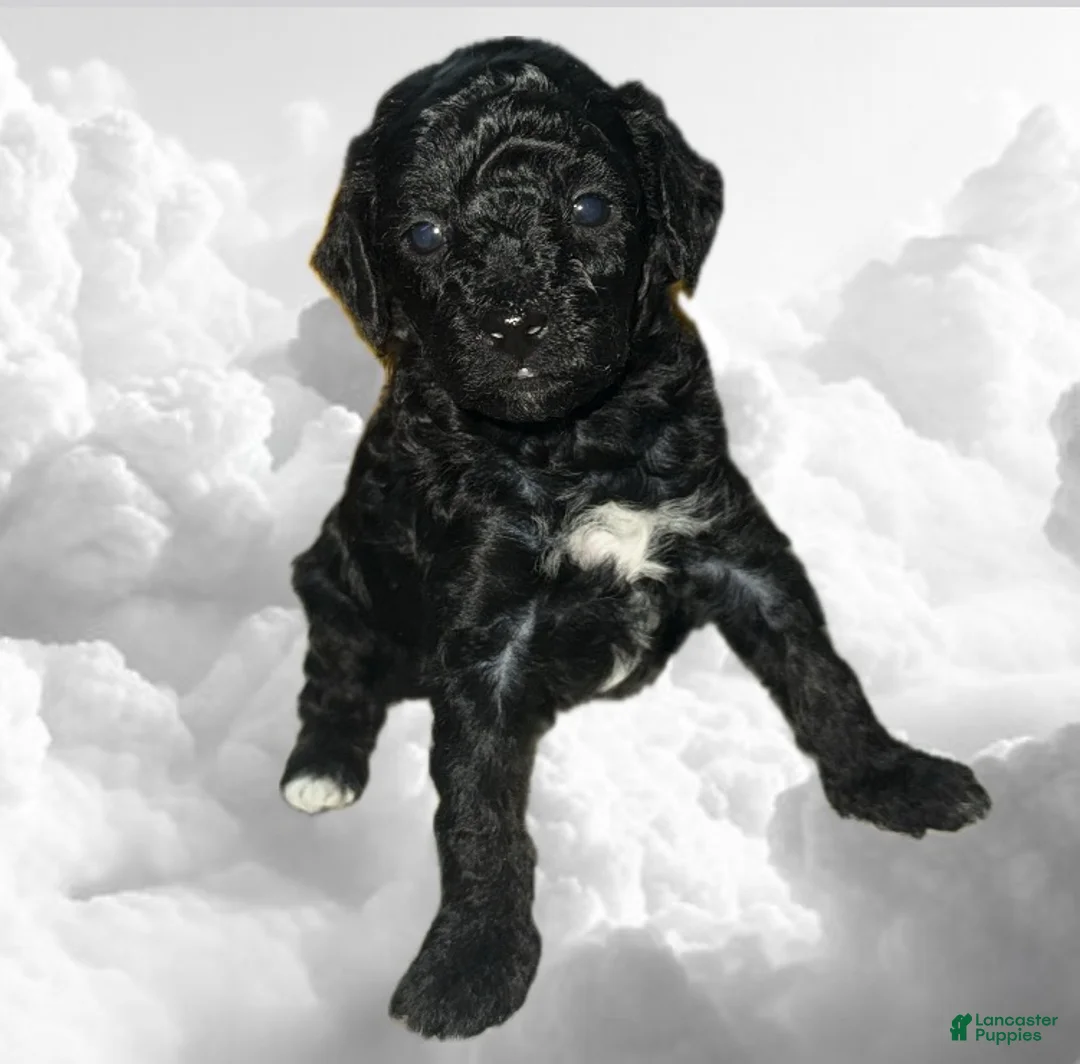 Toy Poodle dogs for sale: Toy Poodle Puppy 2 - Ad 1