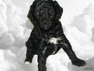 Toy Poodle dogs Toy Poodle Puppy 2 - Ad 18