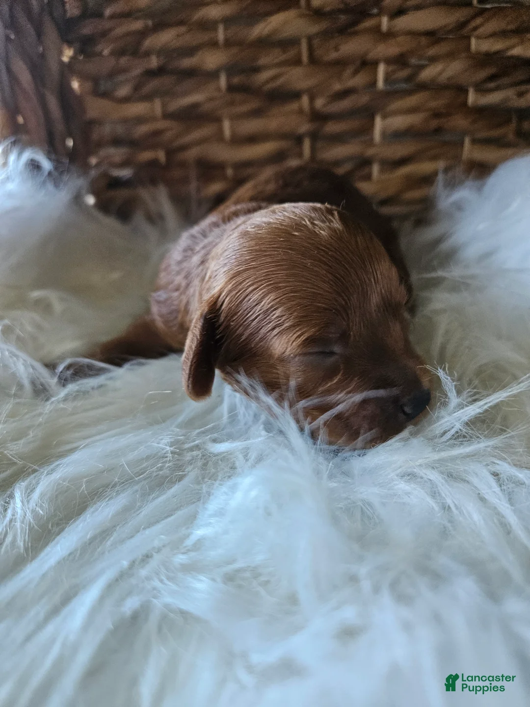 Cavapoo dogs for sale: Goose - Ad 2