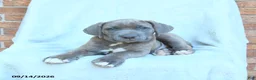 Cane Corso dogs for sale: Duncan - Ad 3