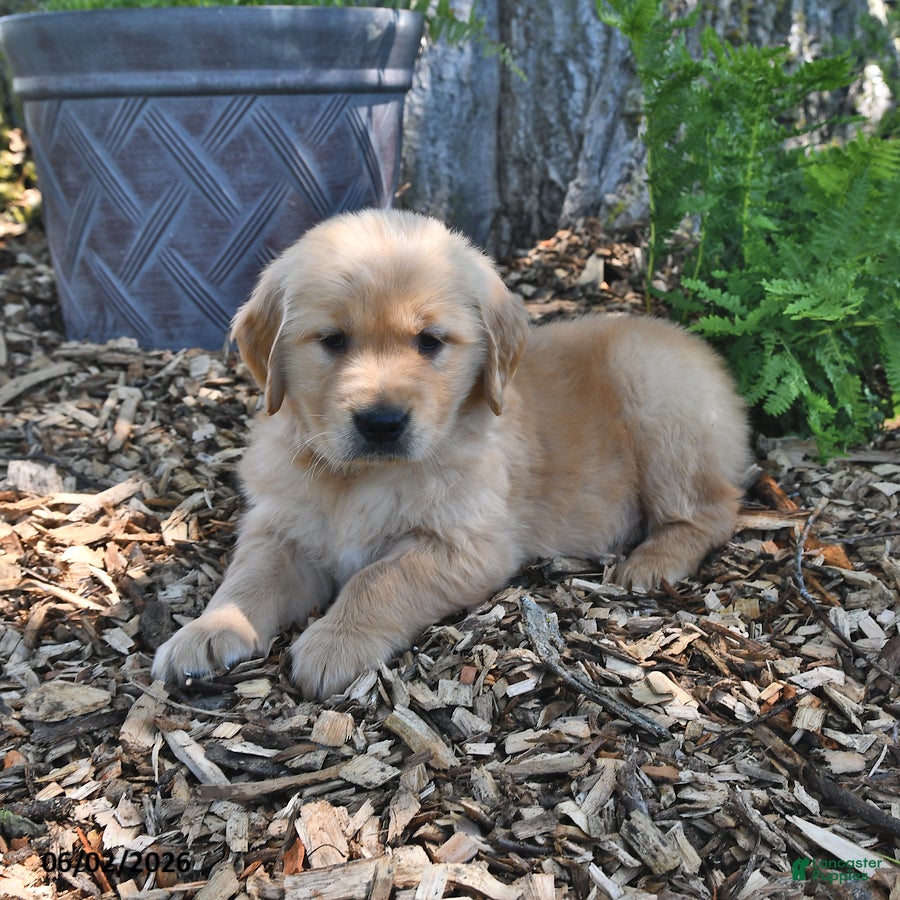 Golden Retriever dogs for sale: Chief - Ad 4