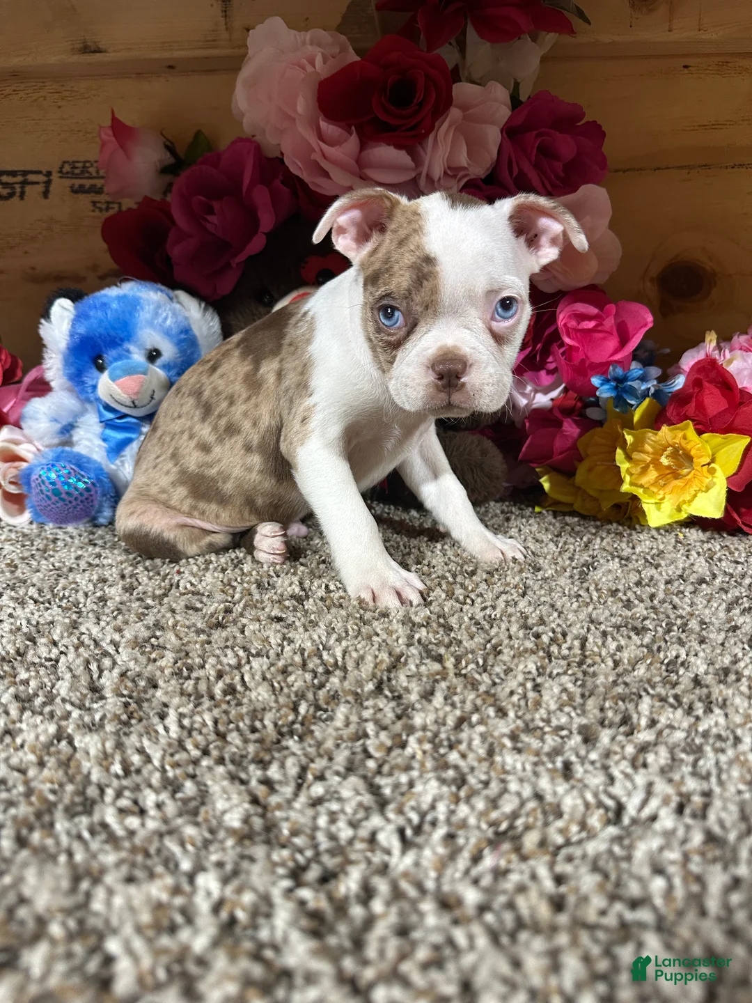 Boston Terrier dogs for sale: Boston Terrier 1 - Ad 4