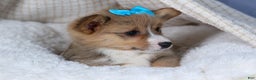 Welsh Corgi Pembroke dogs for sale: Ace - Ad 17