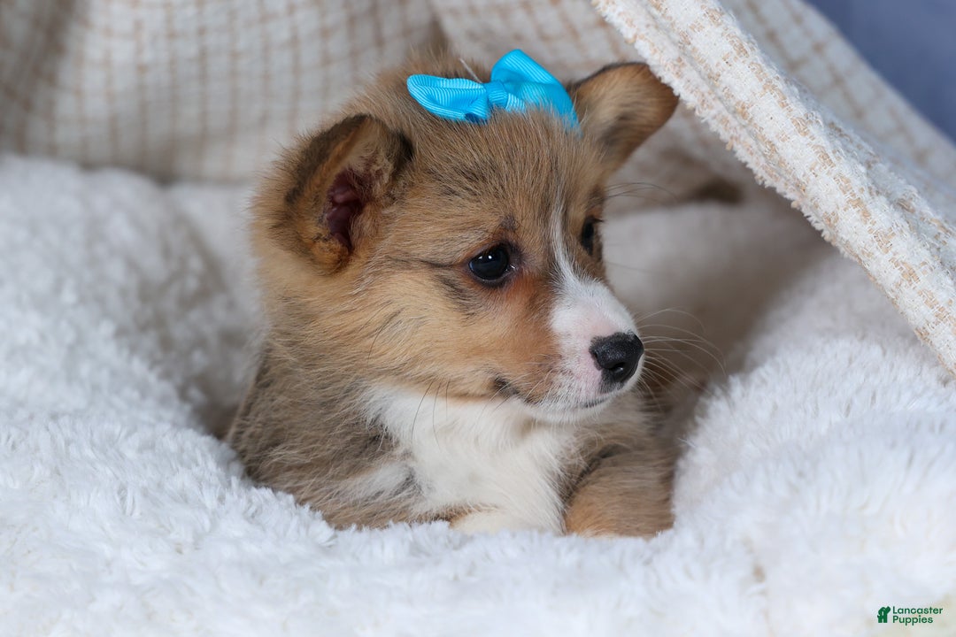 Welsh Corgi Pembroke dogs for sale: Ace - Ad 17