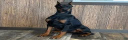 Doberman Pinscher dogs for sale: Luna - Ad 1