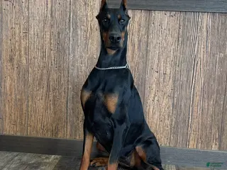 Doberman Pinscher dogs Luna - Ad 17