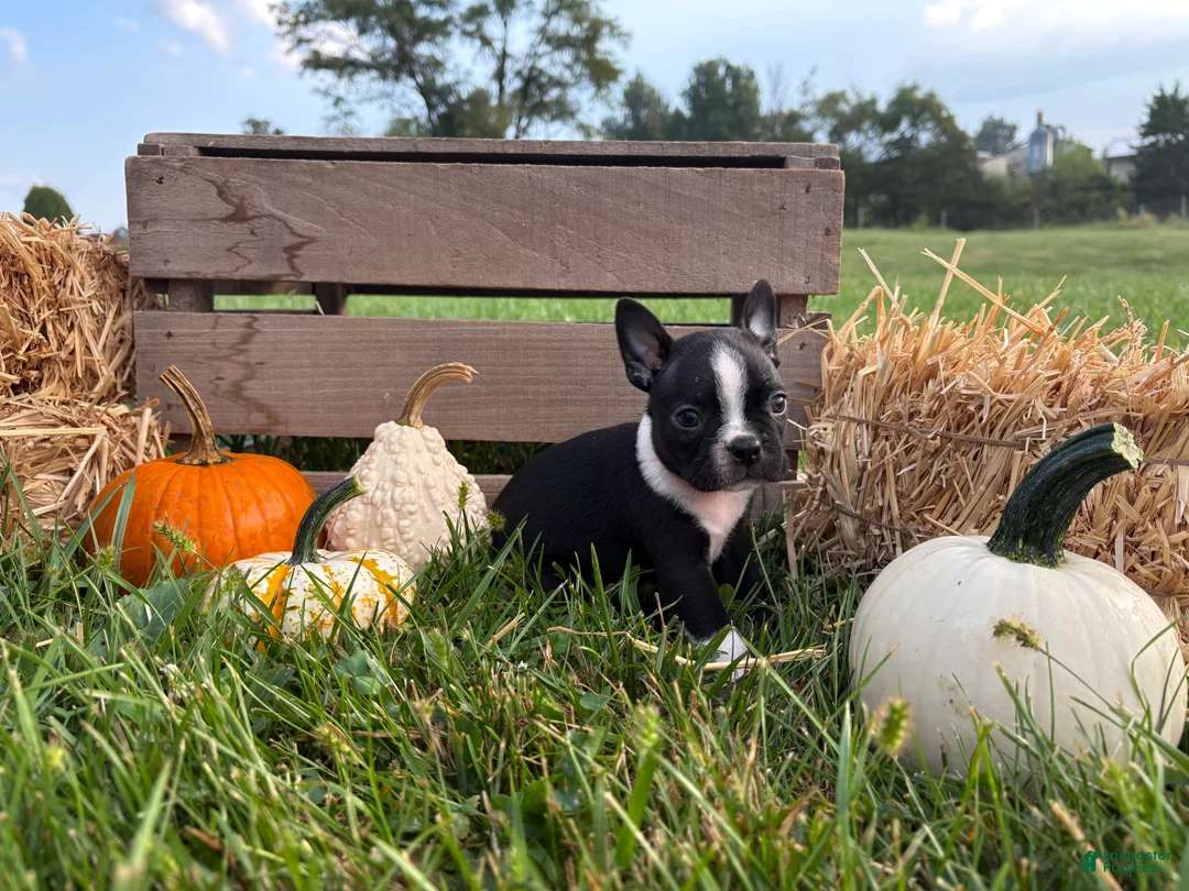 Boston Terrier dogs for sale: Denim  - Ad 4