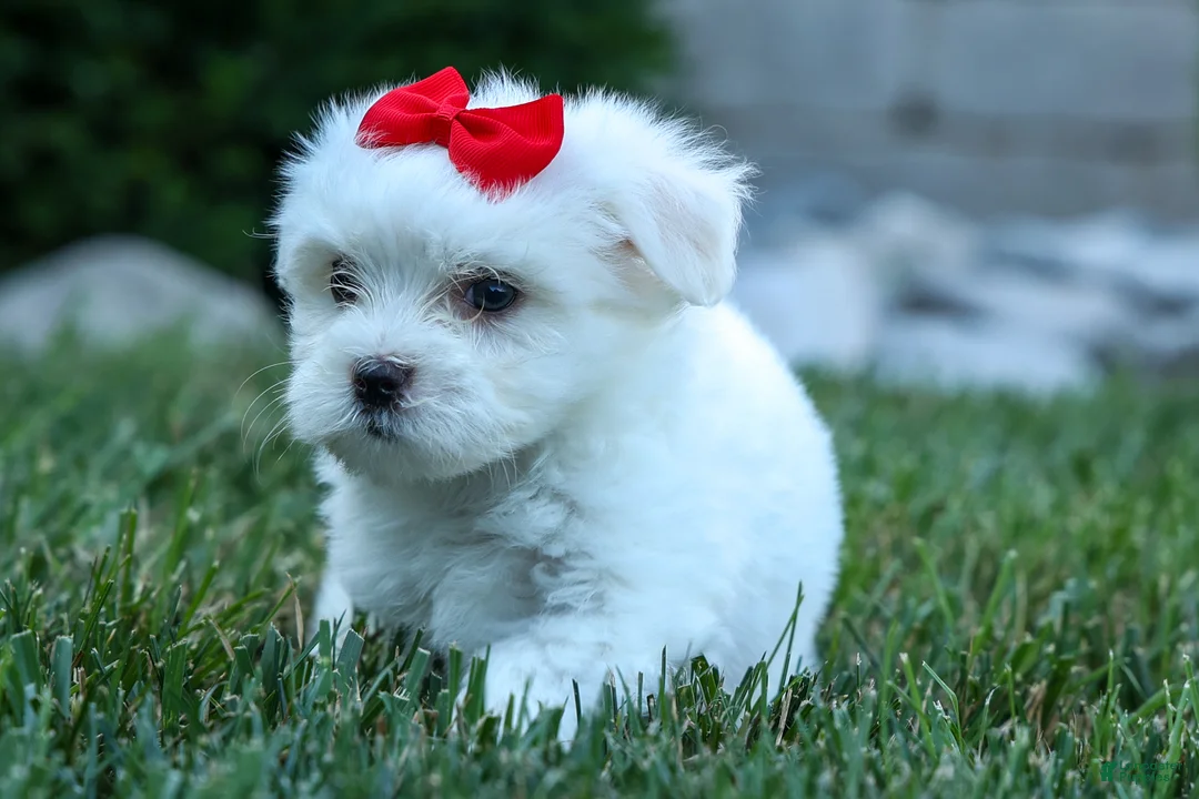 Maltese dogs for sale: OLLIE - Ad 1