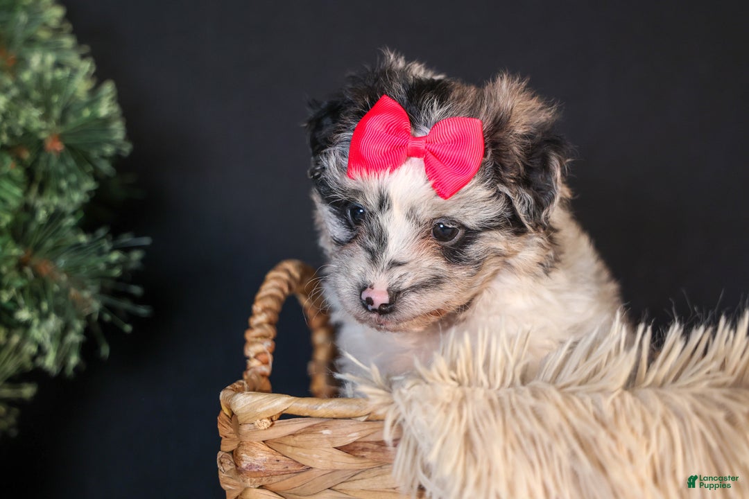 Mini Aussiedoodle dogs for sale: Gabby - Ad 9