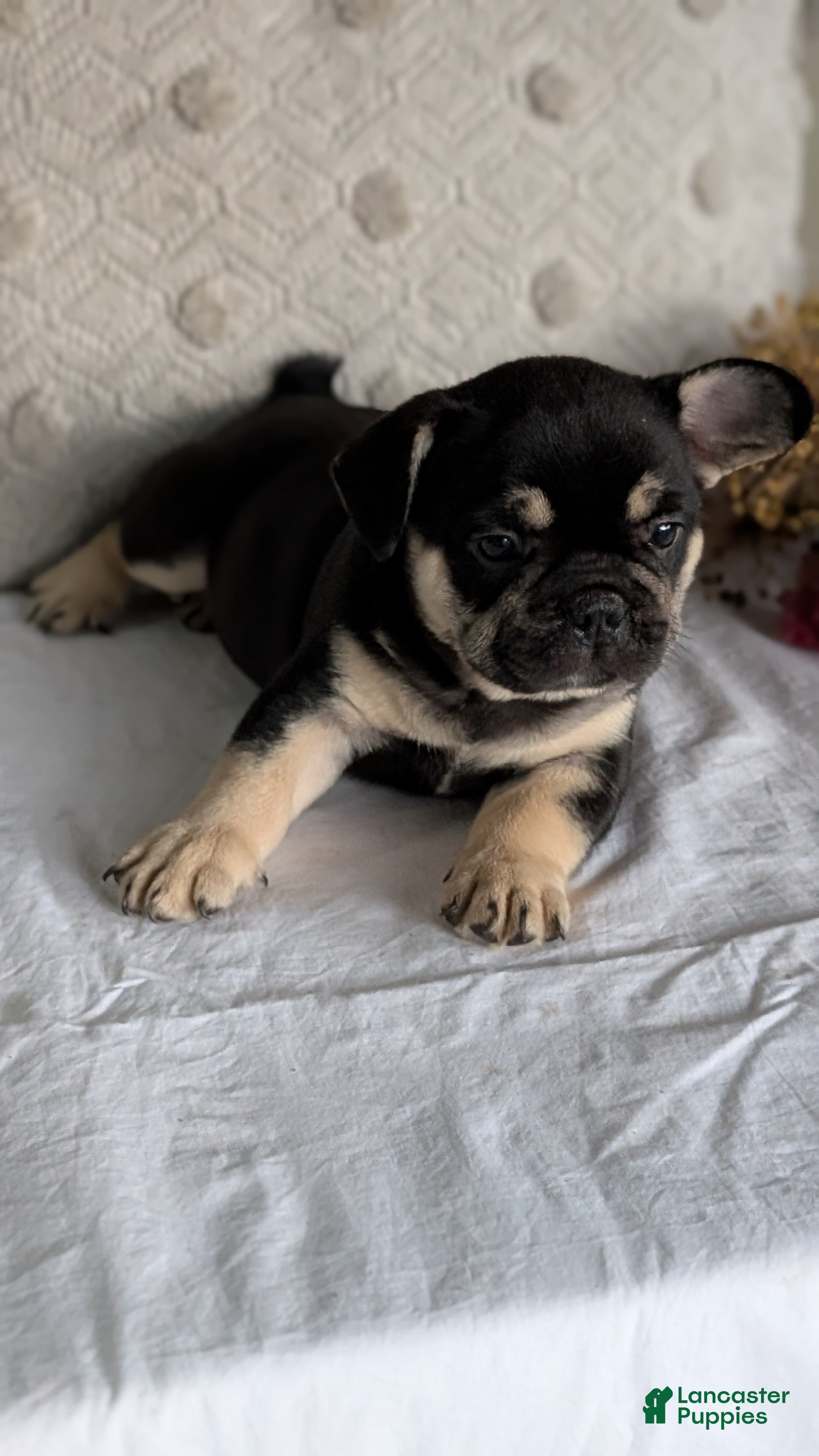 French Bulldog dogs Finn - Ad 2