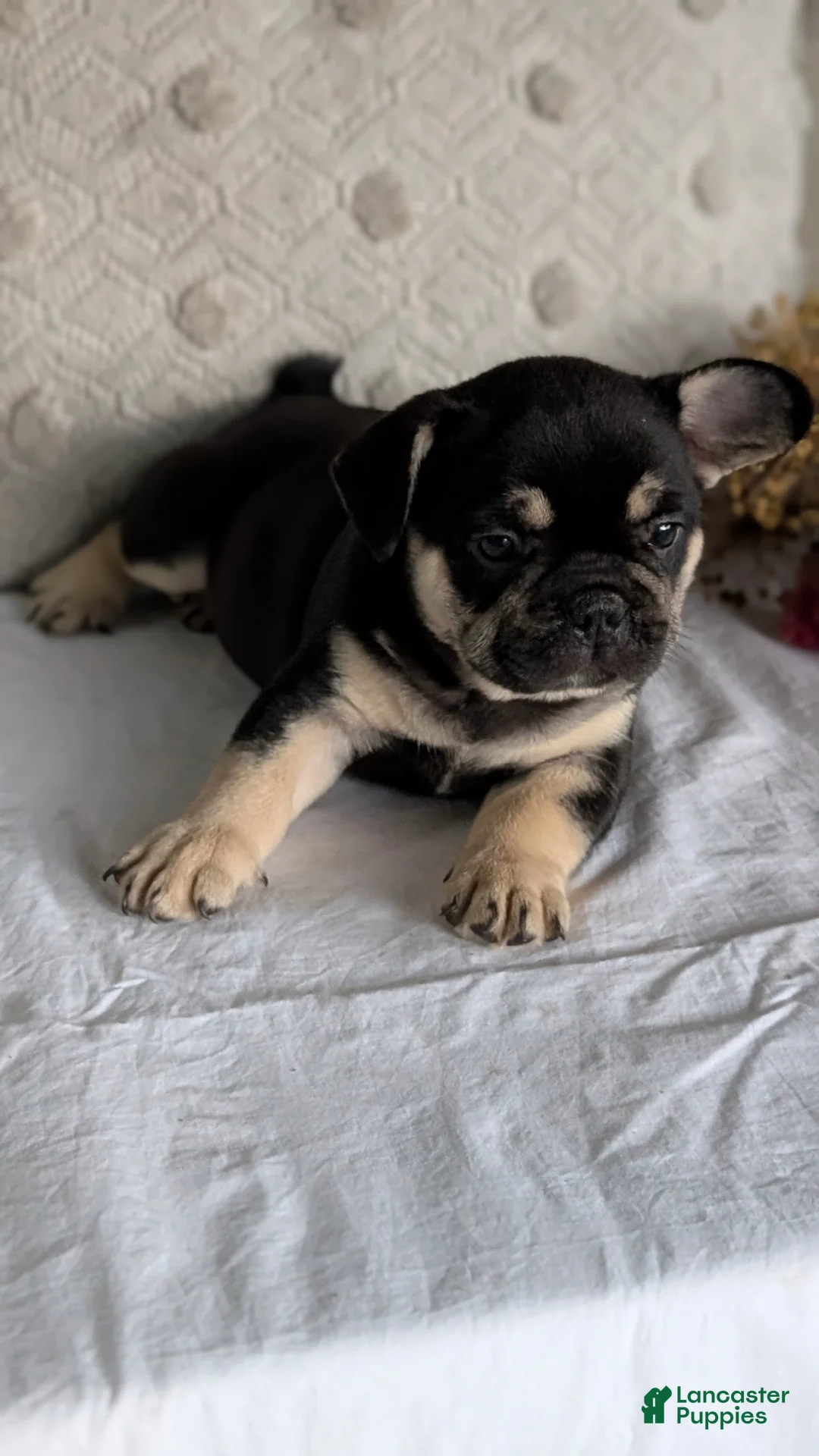 French Bulldog dogs for sale: Finn - Ad 2