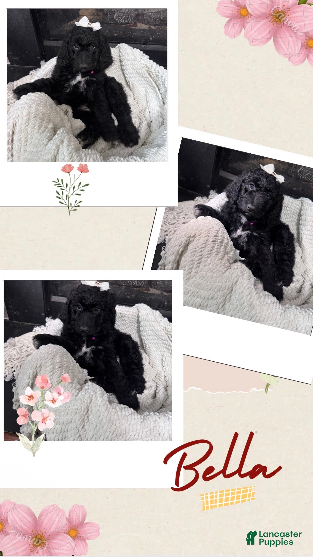 Double Doodle dogs Double Doodle Puppy 7 - Ad 7