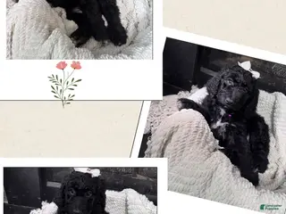 Double Doodle dogs Double Doodle Puppy 7 - Ad 7