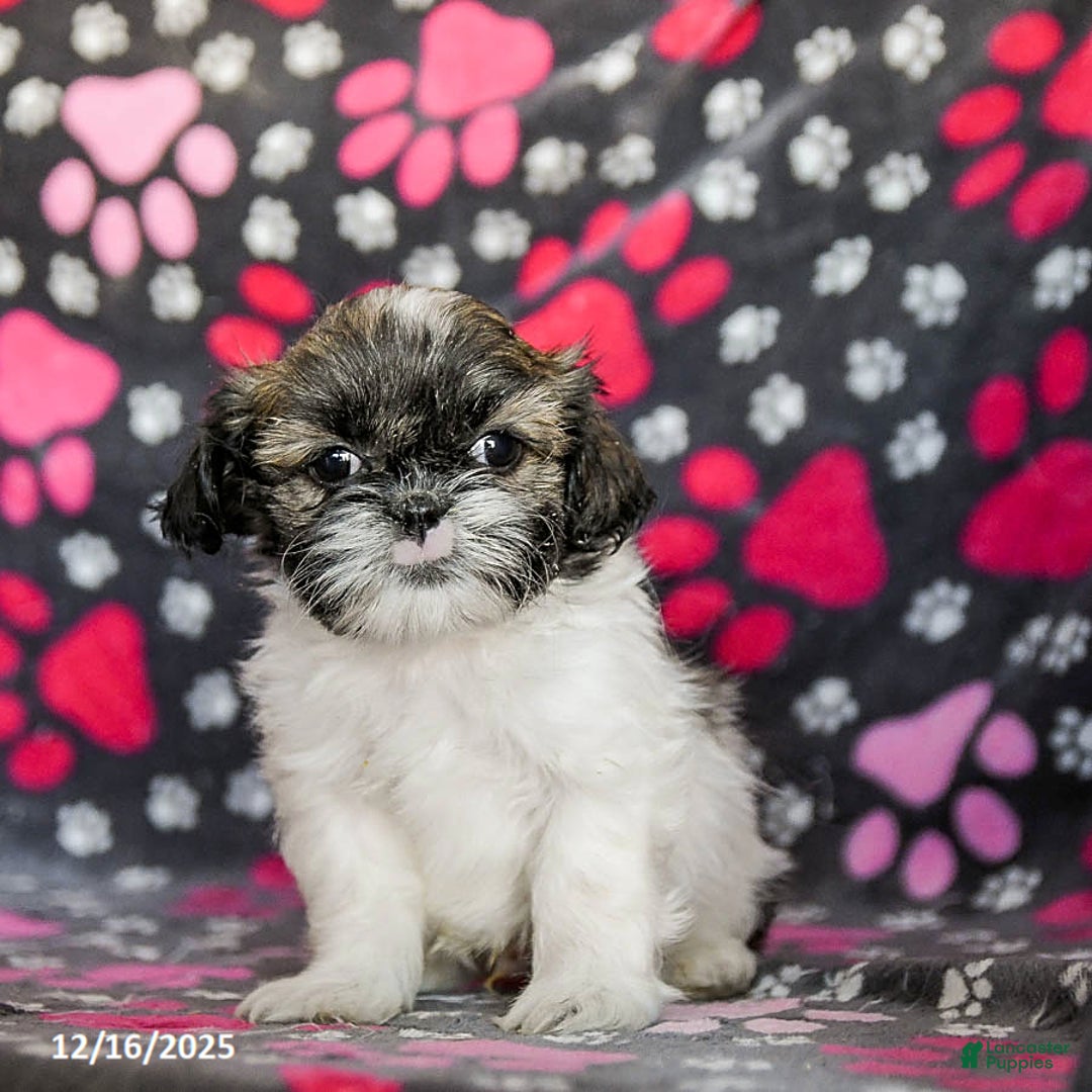 Shih Tzu dogs for sale: Sarge - Ad 2