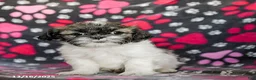 Shih Tzu dogs for sale: Sarge - Ad 12
