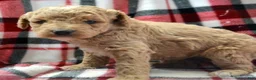 Mini Goldendoodle dogs for sale: Mini Goldendoodle Darcy - Ad 2