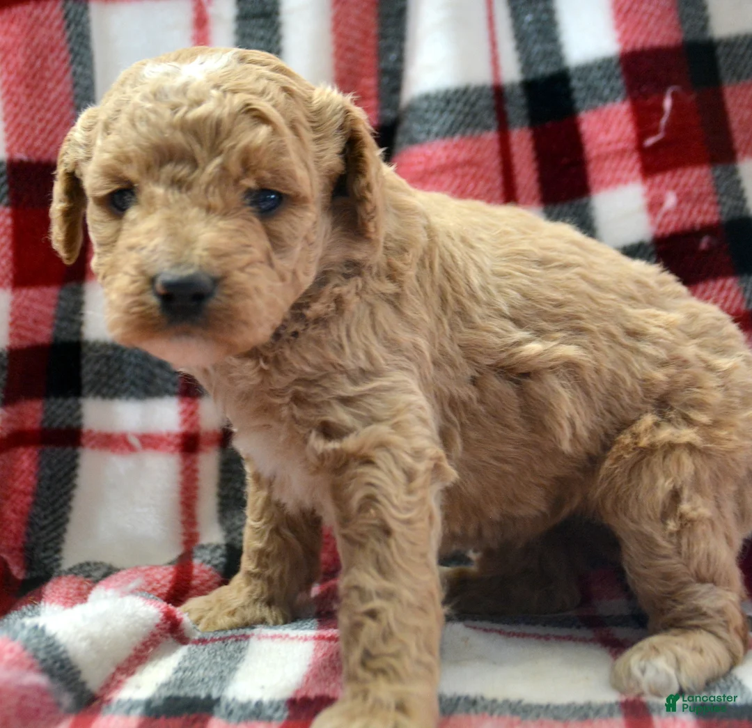 Mini Goldendoodle dogs for sale: Mini Goldendoodle Darcy - Ad 2