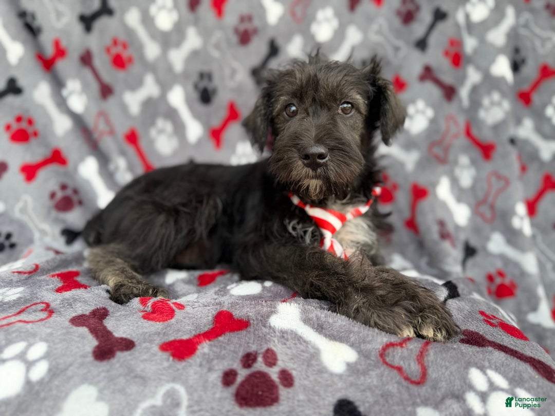 Miniature Schnauzer dogs for sale: Simon - Ad 10