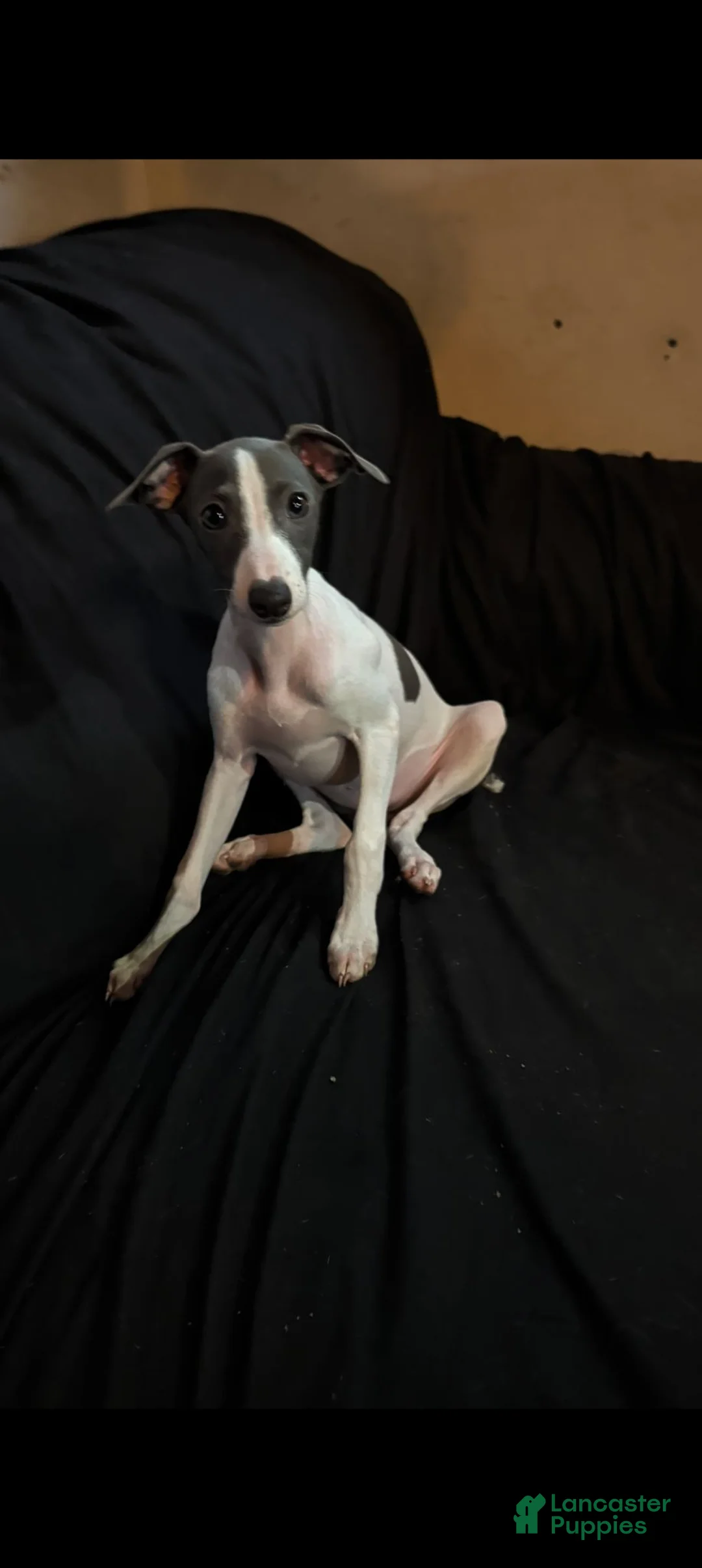 Italian Greyhound dogs for sale: Italian Greyhound 3 - Ad 1