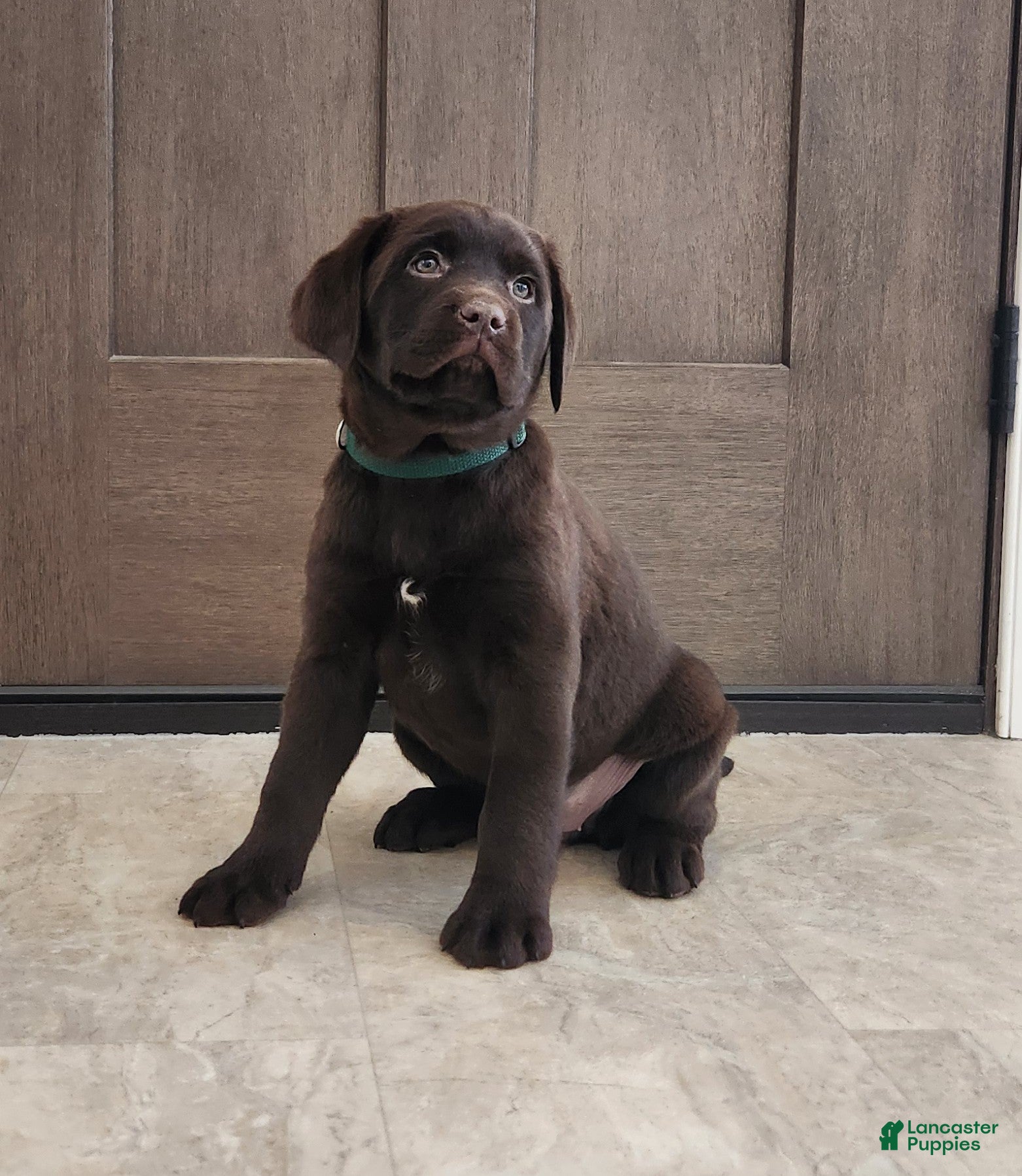 Labrador Retriever dogs Fiona - Ad 2