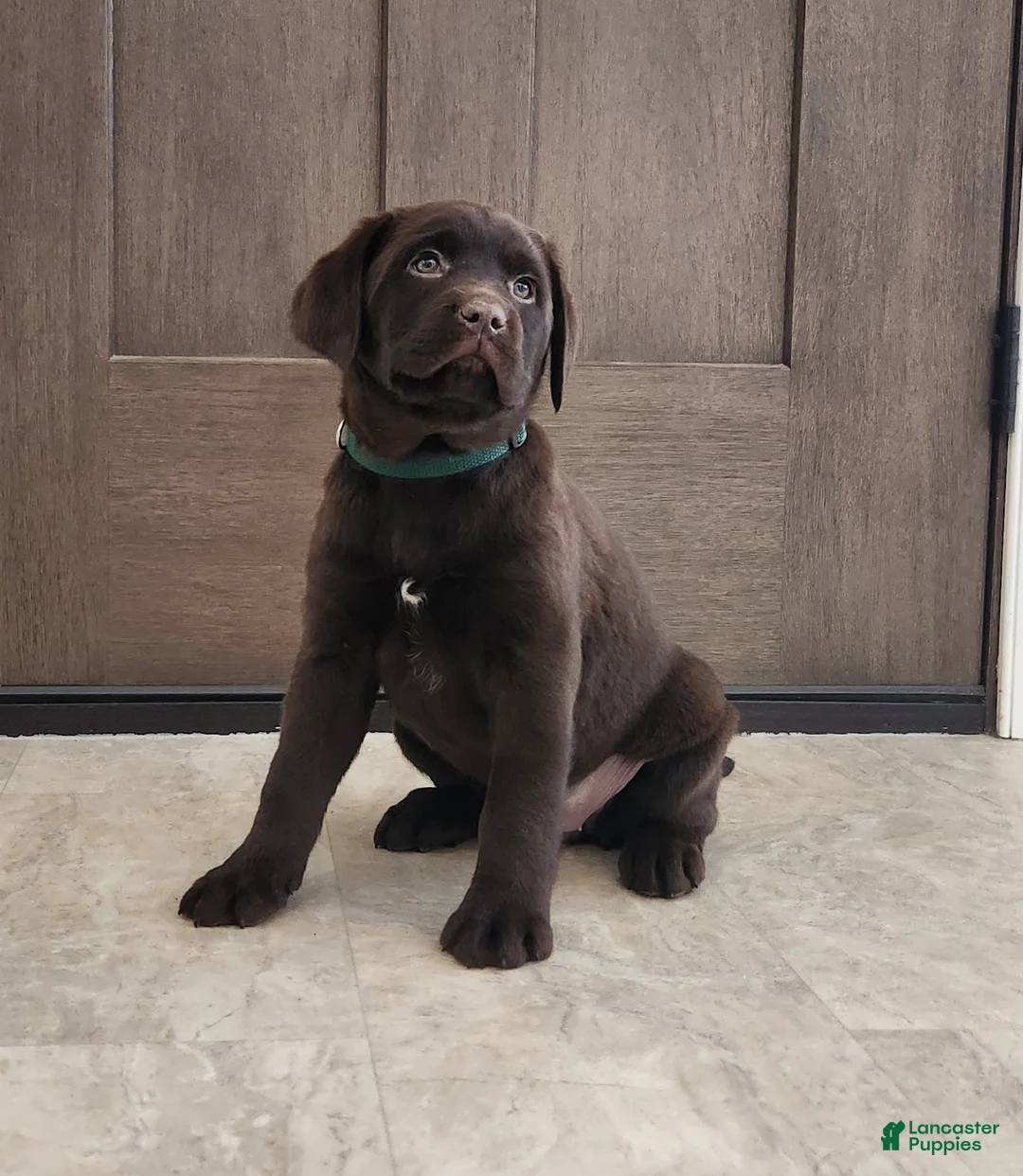 Labrador Retriever dogs for sale: Fiona - Ad 2