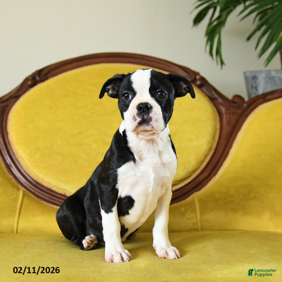 Boston Terrier dogs Comet - Ad 39