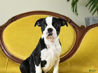 Boston Terrier dogs Comet - Ad 39