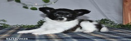 Papillon dogs for sale: Cuddles - Ad 2