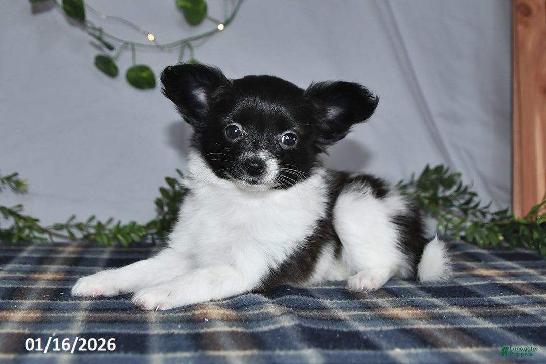 Papillon dogs for sale: Cuddles - Ad 2