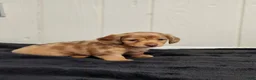 Miniature Dachshund dogs for sale: River - Ad 4