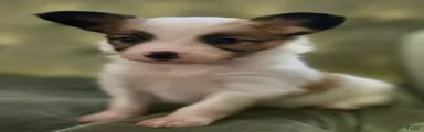 Obi