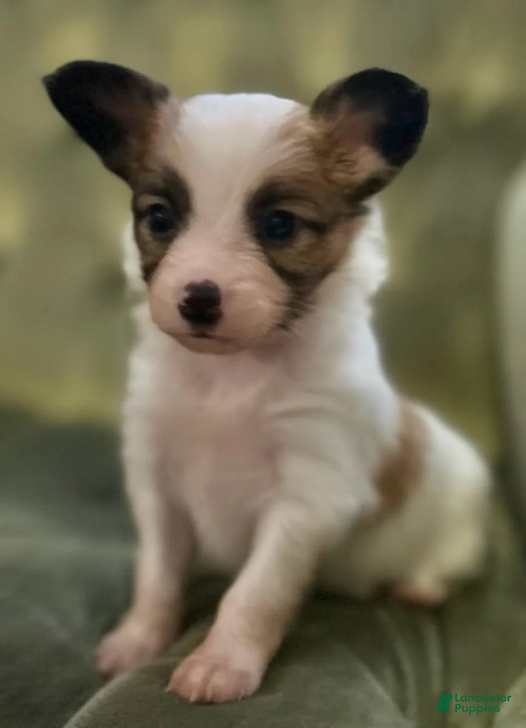 Papillon dogs for sale: Obi - Ad 1