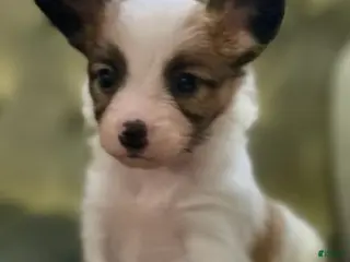 Papillon dogs for sale: Obi - Ad 1