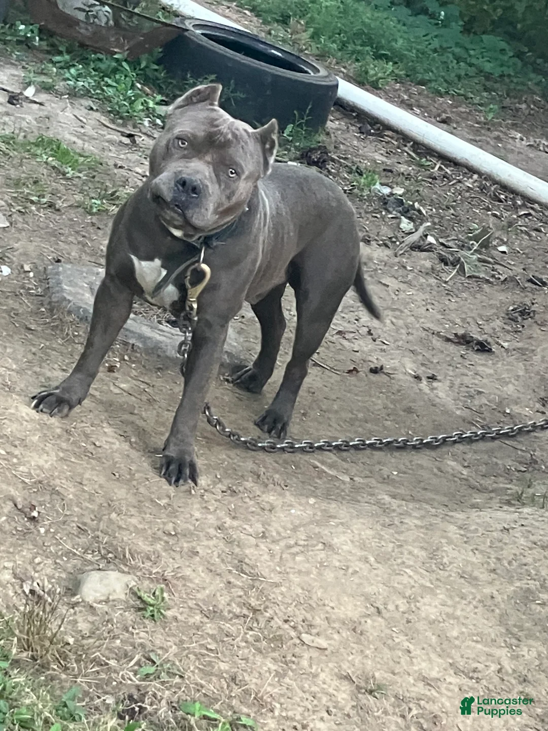 American Bully dogs for stud: Woody - Ad 3