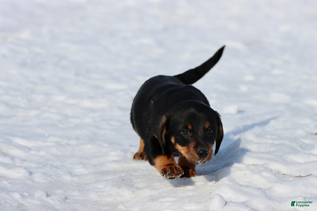 Dachshund dogs for sale: Bob-omb - Ad 2