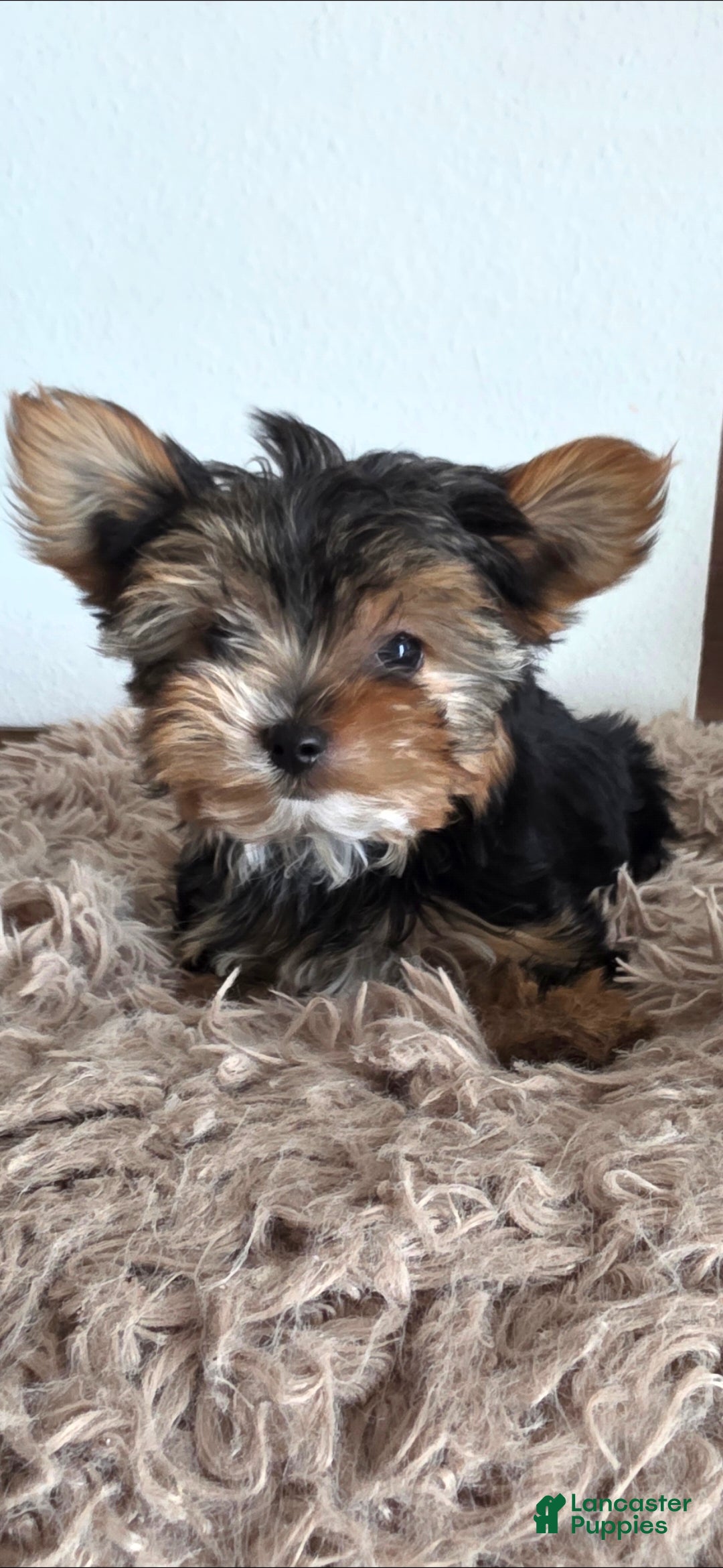 Yorkshire Terrier dogs Minnie - Ad 1