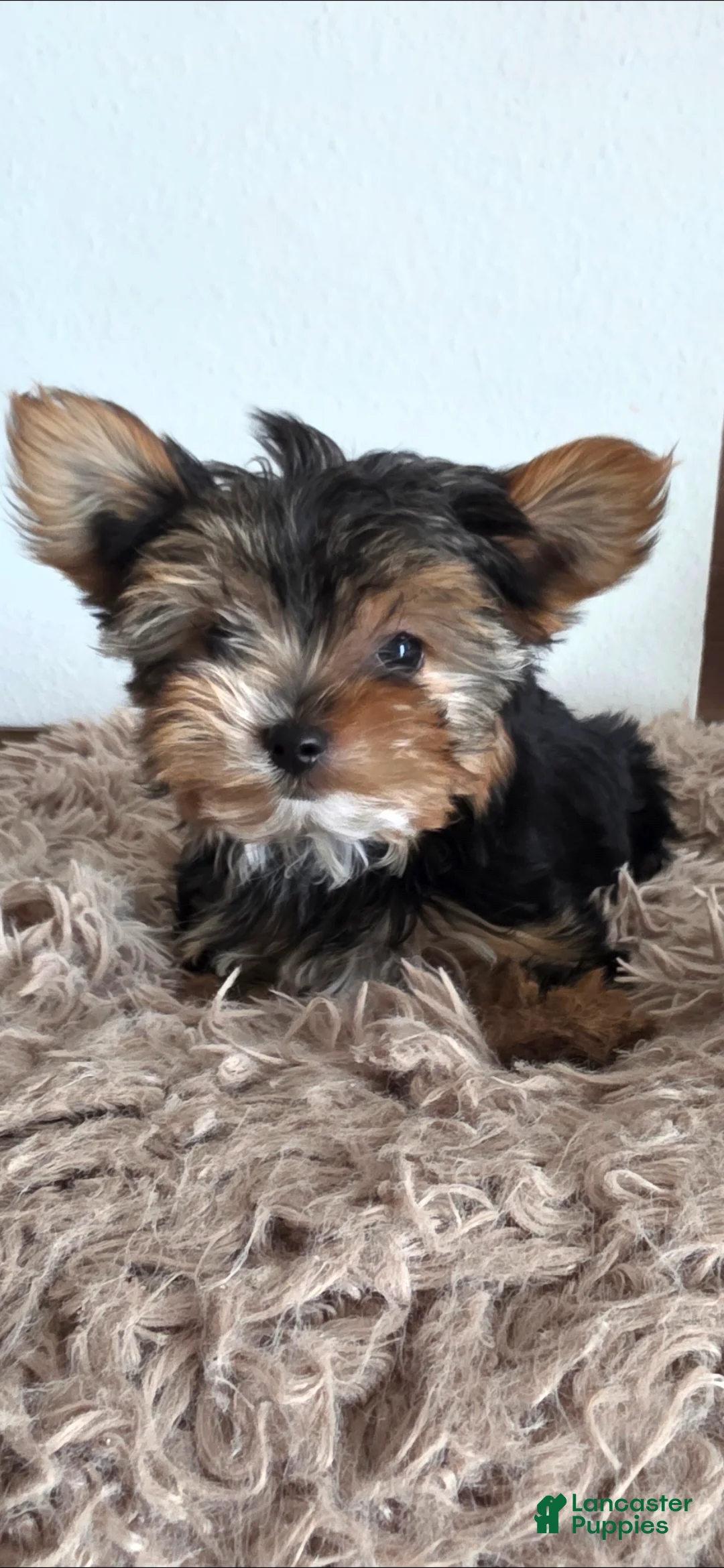 Yorkshire Terrier dogs for sale: Minnie - Ad 1