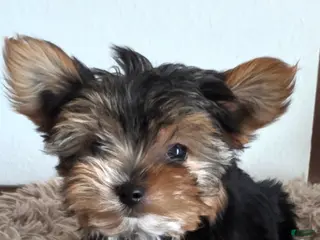 Yorkshire Terrier dogs for sale: Minnie - Ad 3