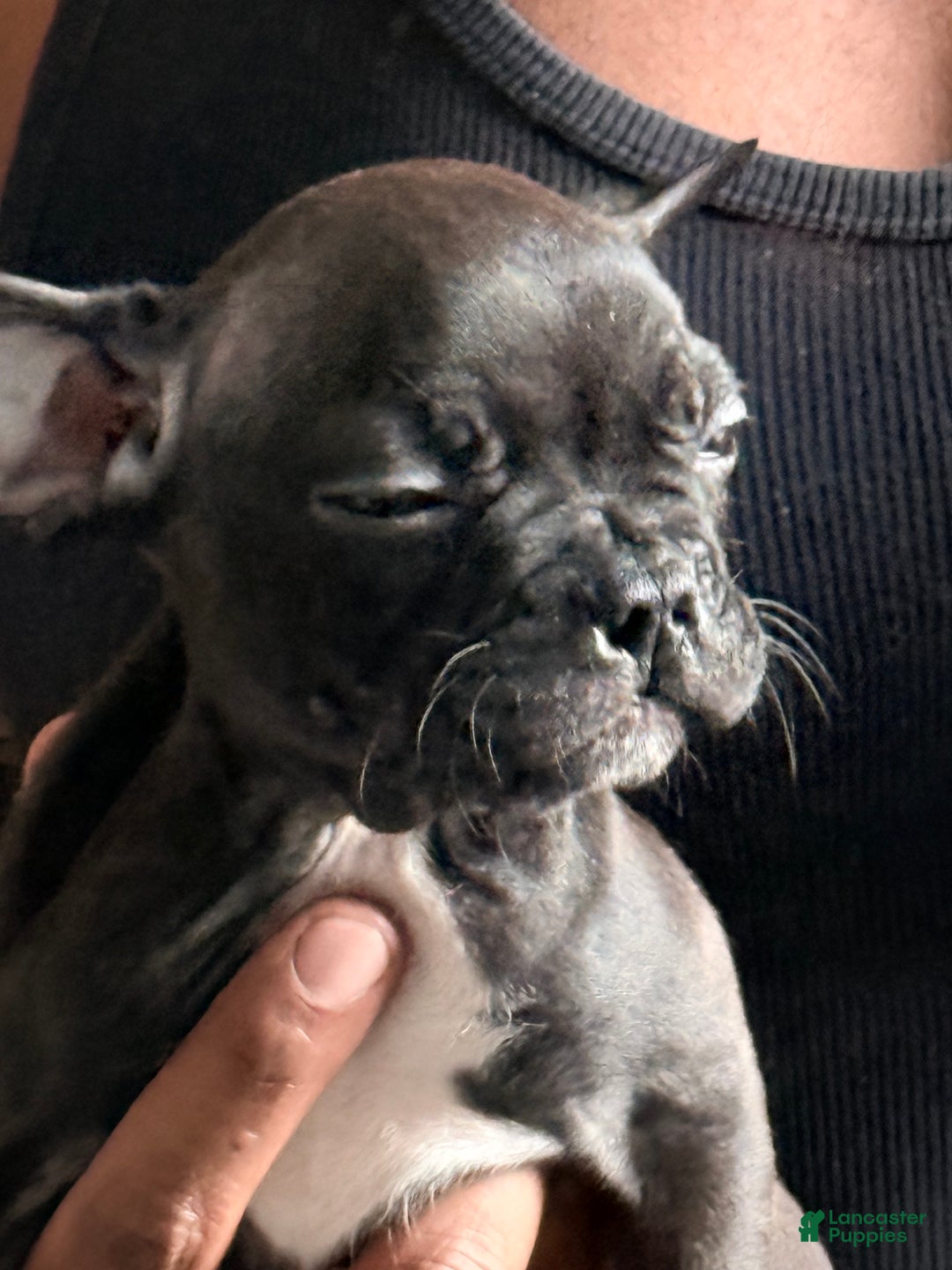Frenchton dogs for sale: JR. - Ad 5